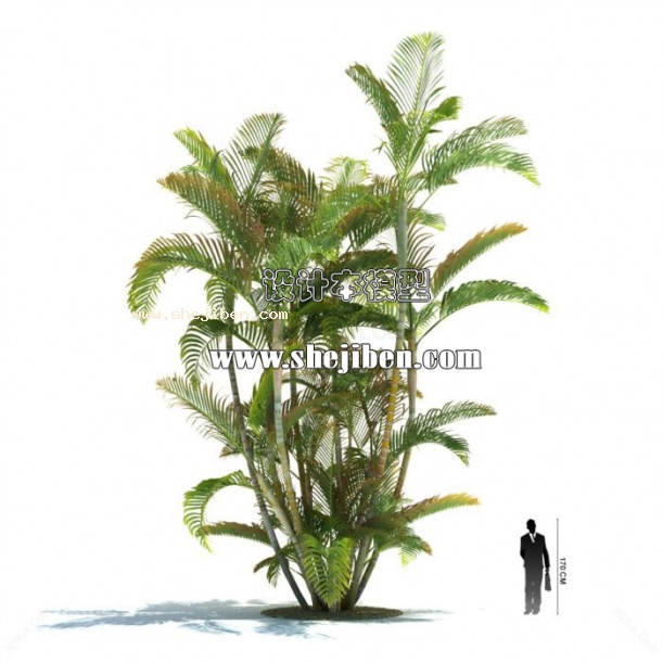 大植物3d模型下载