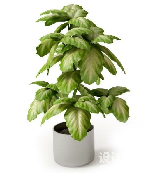 盆栽植物3d模型下载