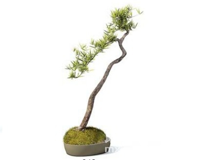 室内植物3d模型下载