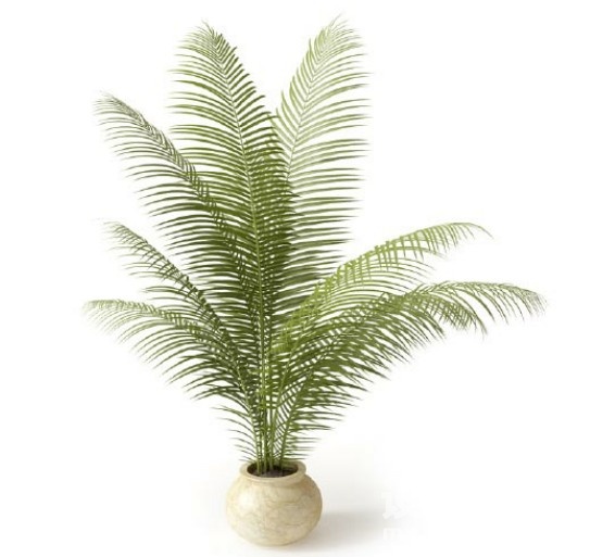 盆栽植物3d模型下载