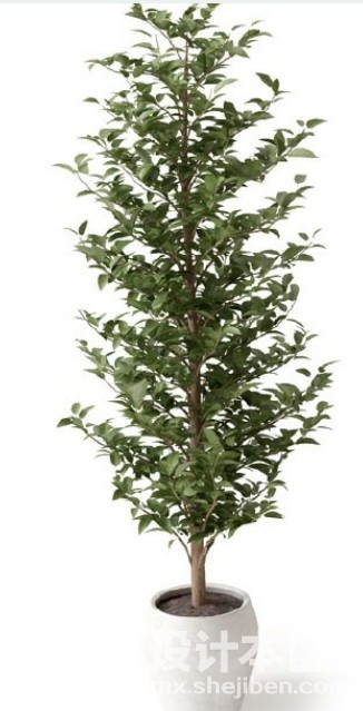 盆栽植物3d模型下载