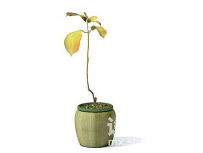 室内植物3d模型下载