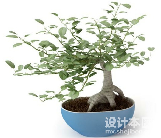 盆栽植物3d模型下载