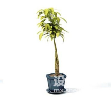 室内植物3d模型下载