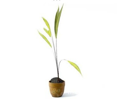 室内植物3d模型下载