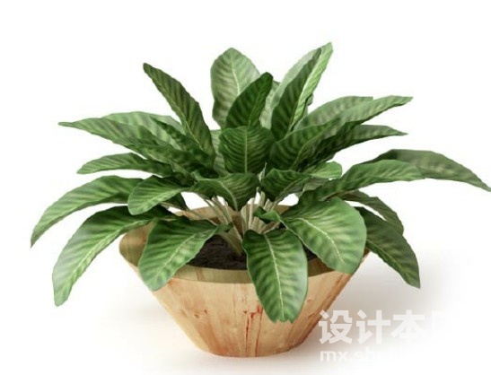 盆栽植物3d模型下载