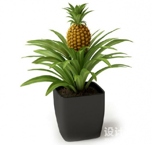 盆栽植物3d模型下载