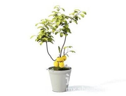 室内植物3d模型下载