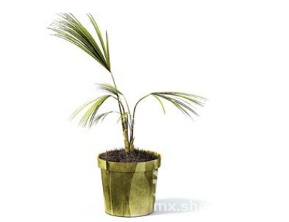 室内植物3d模型下载