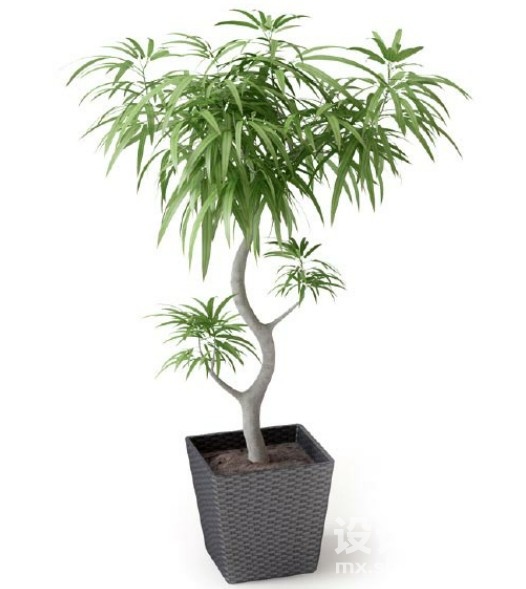 盆栽植物3d模型下载