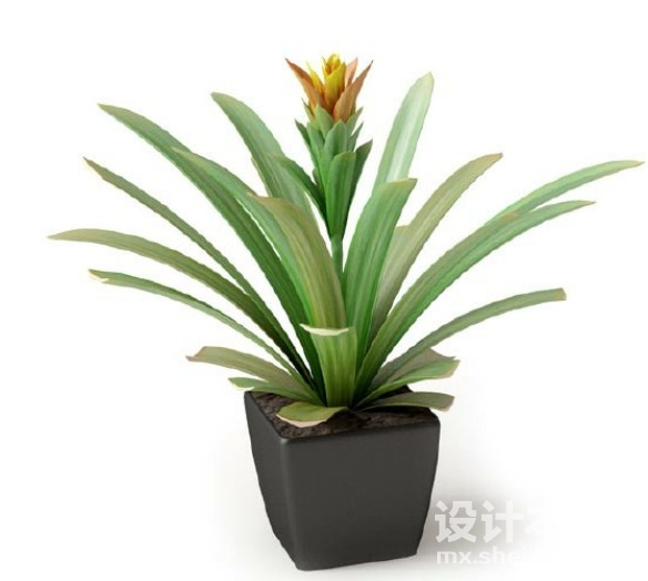 盆栽植物3d模型下载