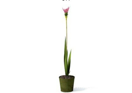 室内植物3d模型下载