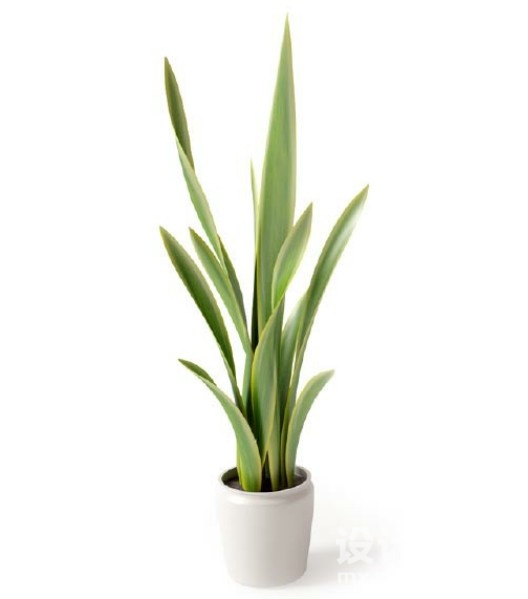盆栽植物3d模型下载