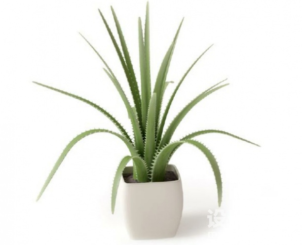 盆栽植物3d模型下载