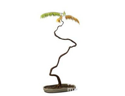 室内植物3d模型下载