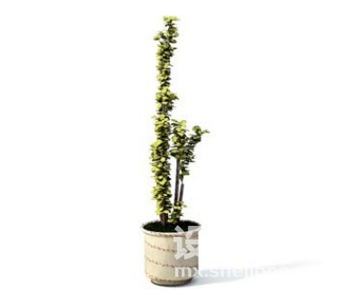 室内植物3d模型下载