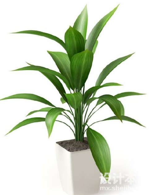 盆栽植物3d模型下载