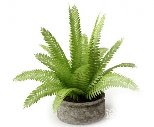 盆栽植物3d模型下载