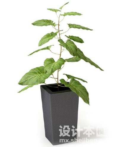 盆栽植物3d模型下载