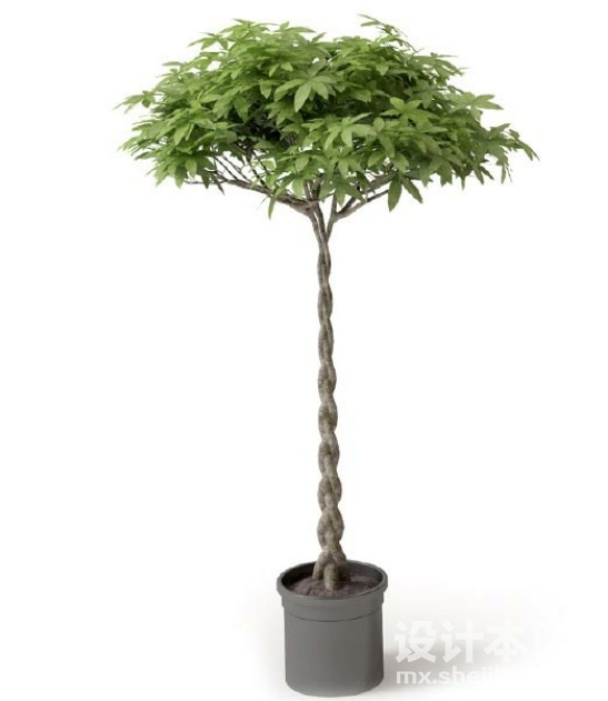盆栽植物3d模型下载