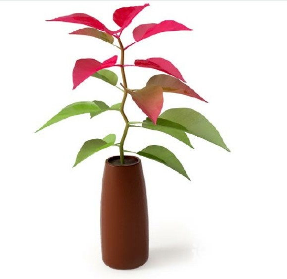 盆栽植物3d模型下载