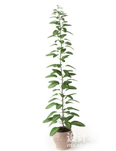 盆栽植物3d模型下载