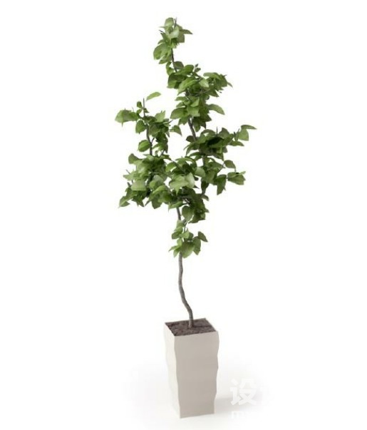 盆栽植物3d模型下载