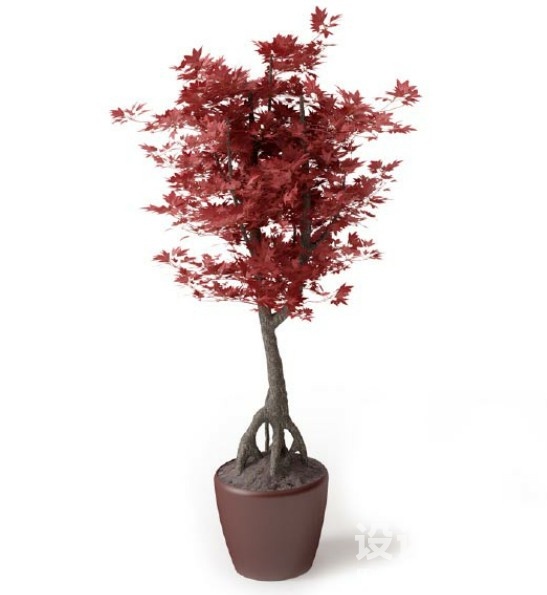 盆栽植物3d模型下载