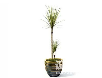 室内植物3d模型下载