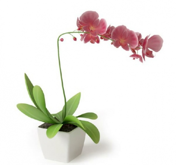 盆栽植物3d模型下载