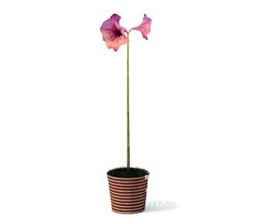花盆景3d模型下载