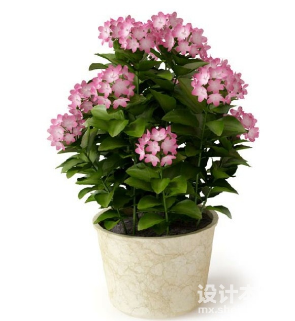 盆栽植物3d模型下载