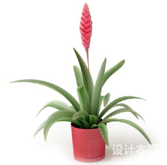 盆栽植物3d模型下载
