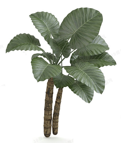 植物3d模型下载