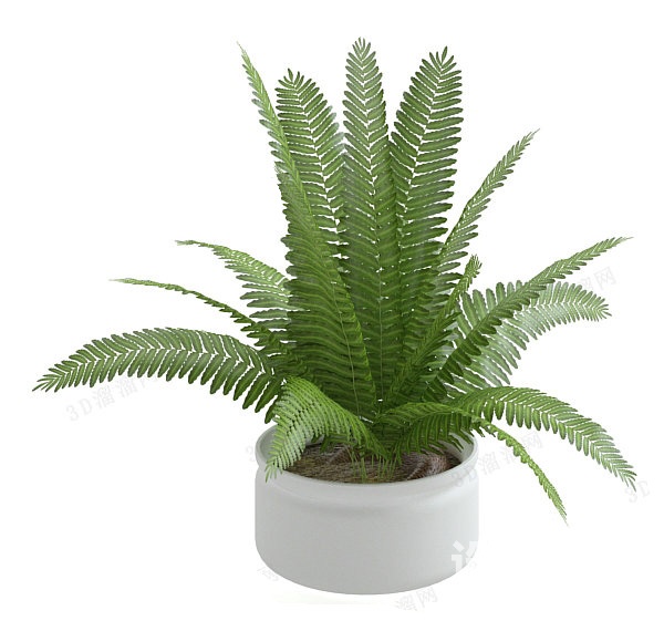 植物3d模型下载