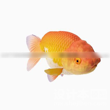 动物3d模型下载