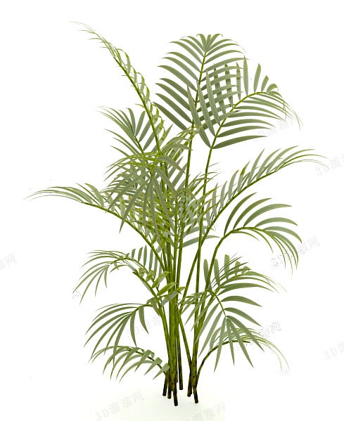 植物3d模型下载
