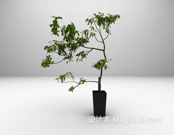 室内植物3d模型下载