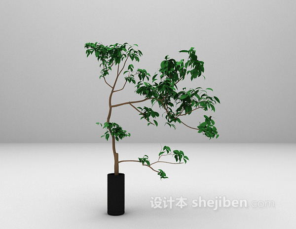 植物盆栽欣赏3d模型下载