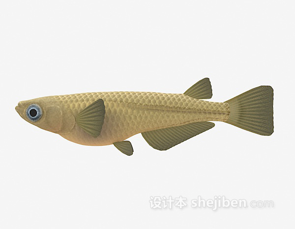 大眼鱼3d模型下载
