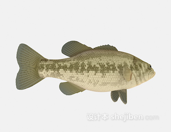 鱼欣赏3d模型下载