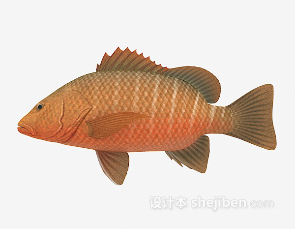 淡水鱼3d模型下载