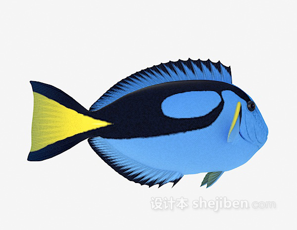 小蓝鱼3d模型下载