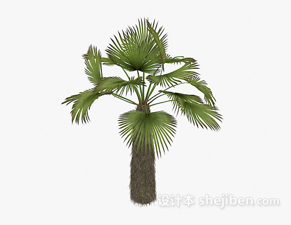 棕榈植物3d模型下载