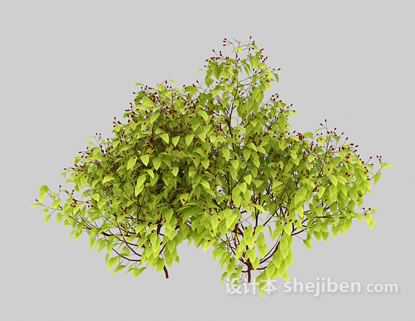 樟树苗3d模型下载