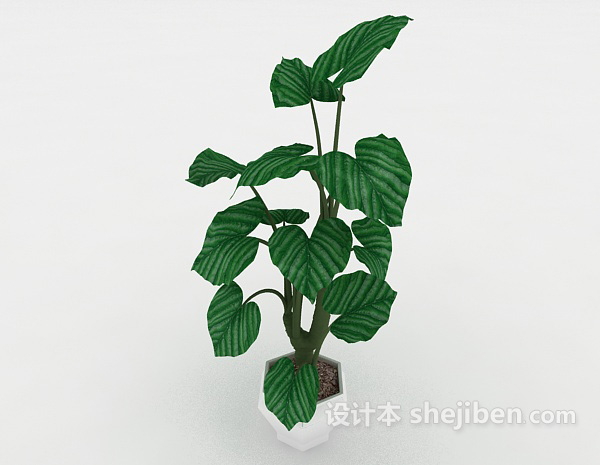 大叶绿色盆景3d模型下载