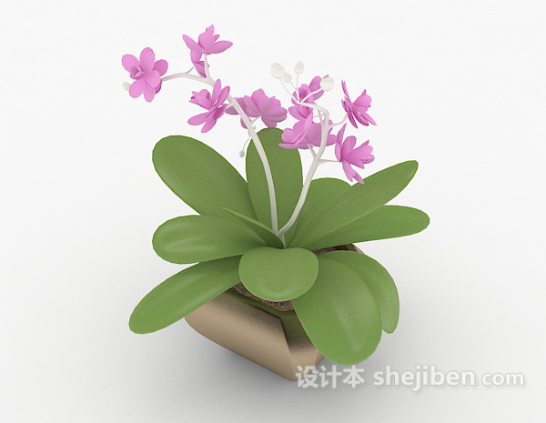 兰花小盆栽3d模型下载