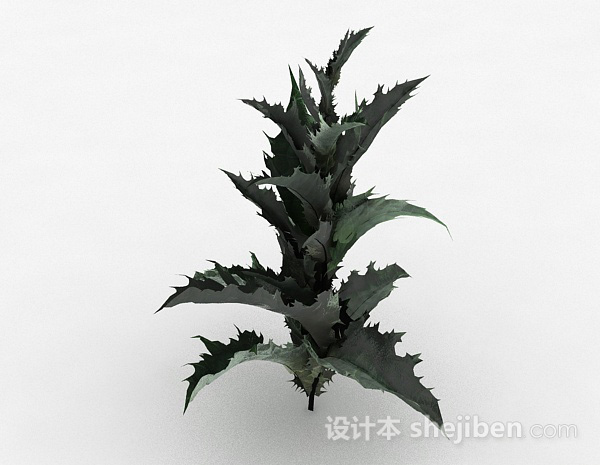 带刺叶子植物3d模型下载