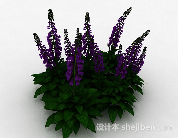 紫色花朵狭叶洋地黄3d模型下载